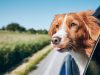 The Ultimate Guide to Traveling with Pets: Expert Tips, Top Destinations, and Packing Essentials Traveling with Pets