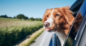 The Ultimate Guide to Traveling with Pets: Expert Tips, Top Destinations, and Packing Essentials Traveling with Pets