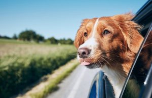 The Ultimate Guide to Traveling with Pets: Expert Tips, Top Destinations, and Packing Essentials Traveling with Pets