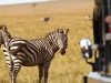 Wildlife Safaris: Ethical Tours, Packing Guide & Must-Visit Destinations Wildlife Safaris