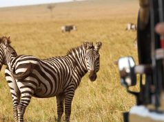 Wildlife Safaris: Ethical Tours, Packing Guide & Must-Visit Destinations Wildlife Safaris
