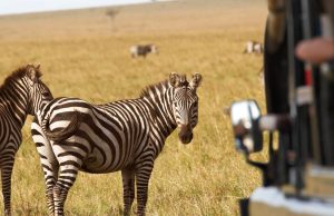 Wildlife Safaris: Ethical Tours, Packing Guide & Must-Visit Destinations Wildlife Safaris