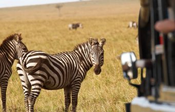 Wildlife Safaris: Ethical Tours, Packing Guide & Must-Visit Destinations Wildlife Safaris
